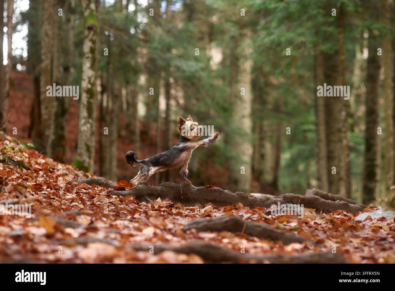 Ein Yorkshire Terrier und ein American Hairless Terrier stehen nebeneinander im Wald. Beide scheinen sich auf etwas in der Ferne zu konzentrieren. Stockfoto