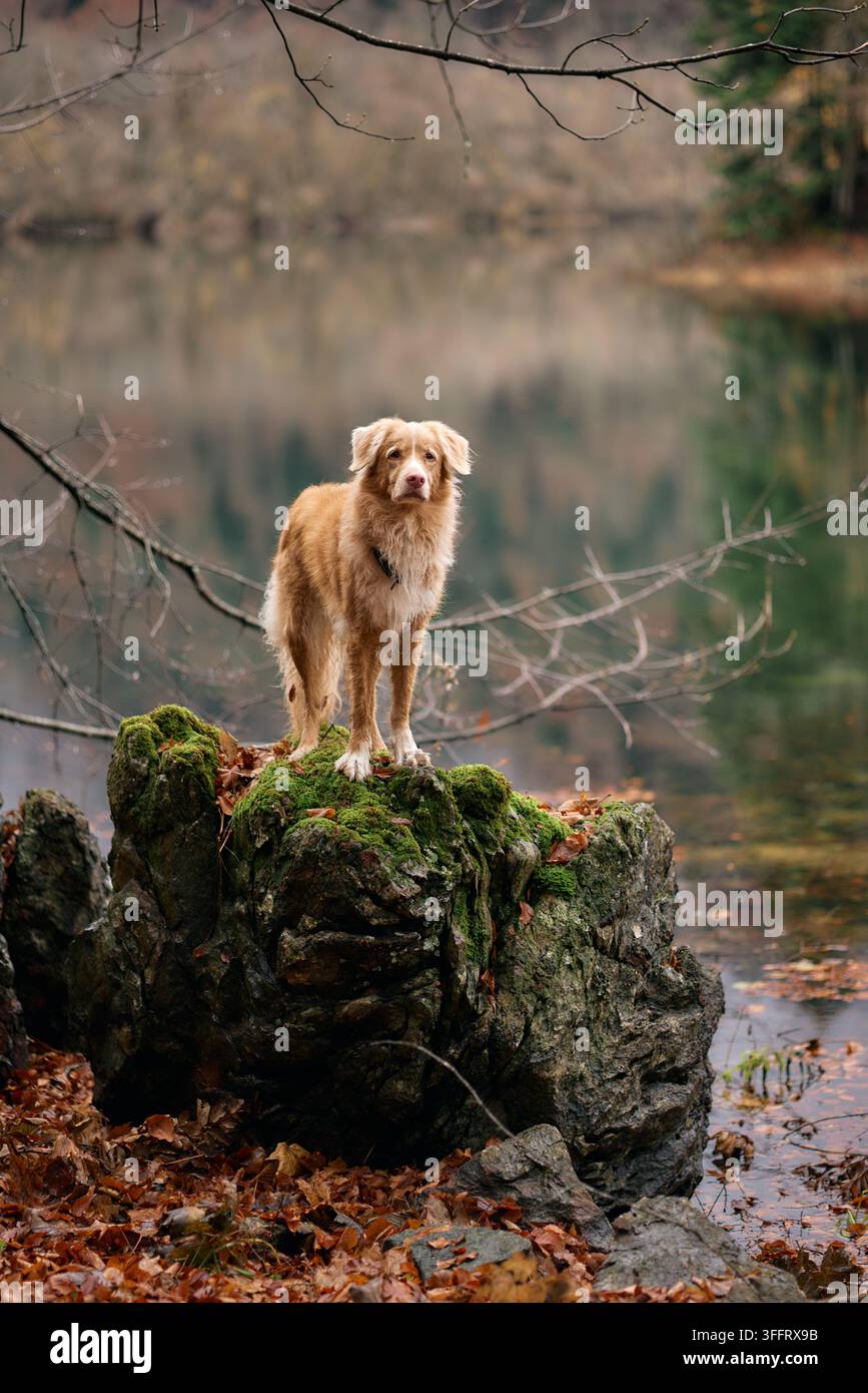 Ein Nova-Scotia-Duck-Tolling-Retriever steht auf einem großen moosbedeckten Felsen in der Nähe eines nebligen Waldsees. Der Herbstwald verleiht der friedlichen Umgebung Farbe Stockfoto
