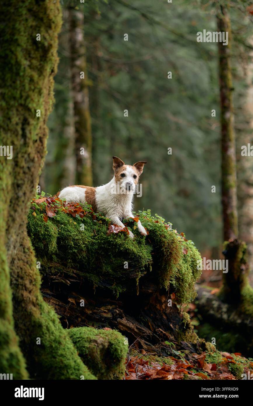 Ein Jack Russell Terrier und ein Yorkshire Terrier stehen aufmerksam auf einem moosigen Baumstumpf im Wald. Die Hunde sind von hohen Bäumen und sanftem Licht umgeben. Stockfoto