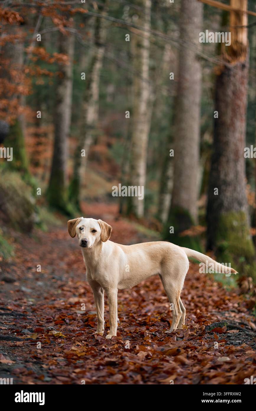 Ein cremefarbener Hund hält mitten im Schritt auf einem Waldweg, der mit orangefarbenen Blättern bedeckt ist. Bäume rahmen beide Seiten des Pfades ein. Stockfoto