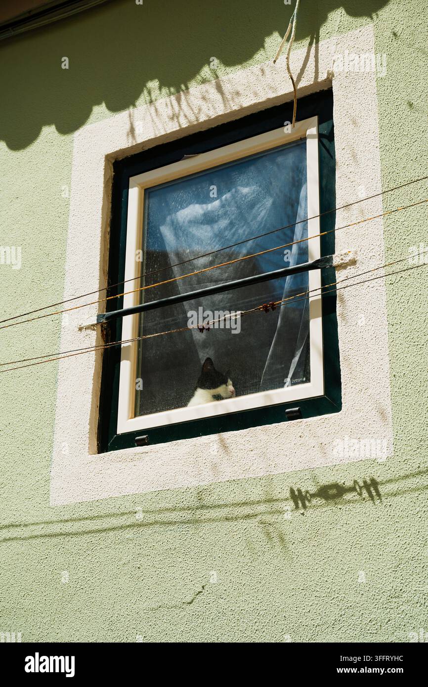 Schwarz-weiße Katze schaut durch ein Fenster an einer hellgrünen Wohnfassade in Lissabon, Portugal. Stockfoto