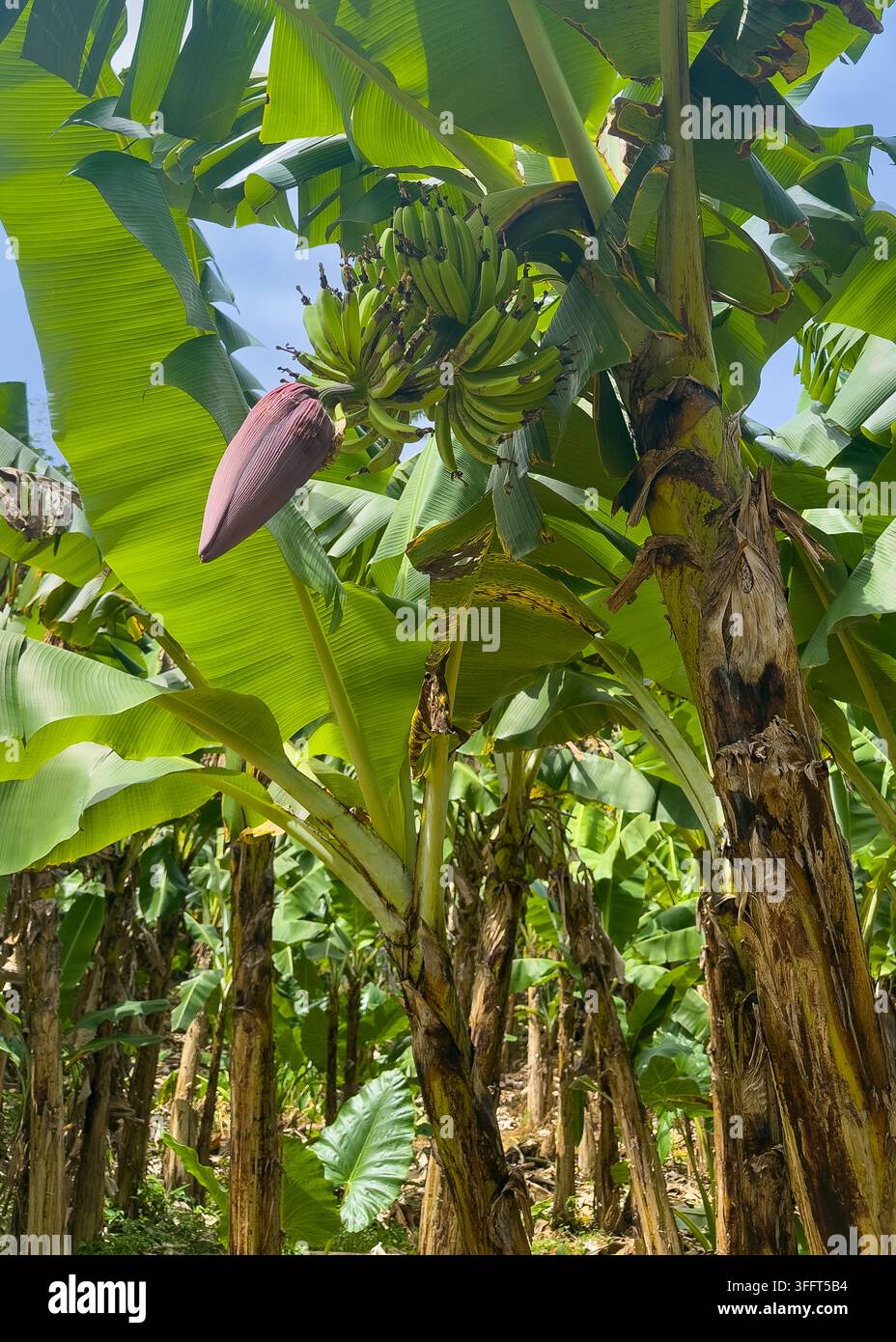 Blüte des Bananenbaums (Herz) und Hain, Fogama'a-Krater (Versteckte Bucht), Nationales Naturdenkmal, Vaitogi, Tutuila, Amerikanisch-Samoa. - Smartphone-aufgenommenes Stockfoto