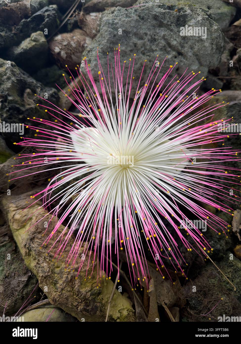 Giftige Futu-Blume (Meeres-Giftbaum), Strand von Pola Island, Vatia, Tutuila, Amerikanisch-Samoa. - Smartphone-aufgenommenes Stockfoto