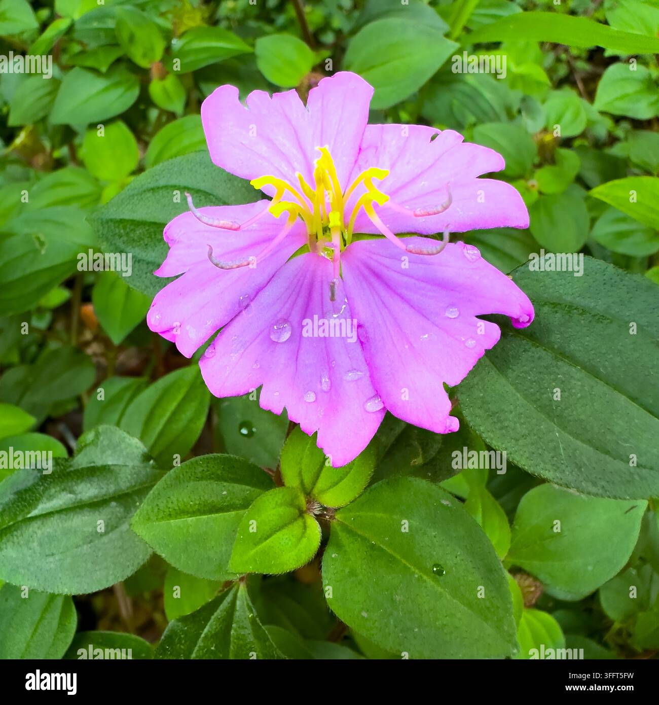 Pink Lady / Spanish Shawl-Blume, Fagasā Pass Trail, Nationalpark Amerikanisch-Samoa, Tutuila, Amerikanisch-Samoa. - Smartphone-aufgenommenes Stockfoto