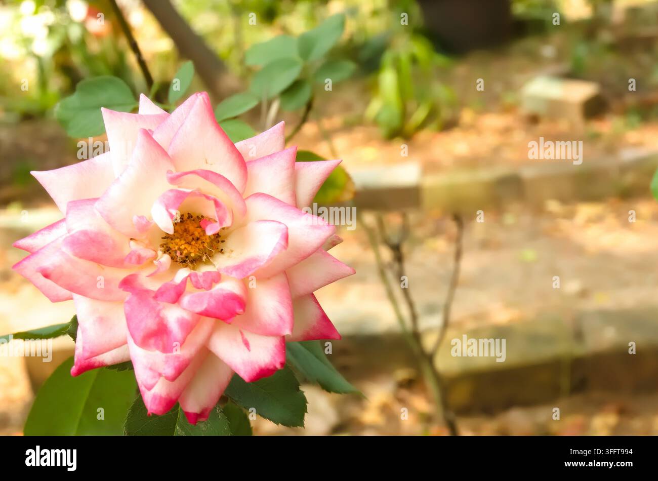 Rosa chinensis oder die blühende Chinesische Rose stammt von einem Mitglied der Gattung Rosa mit einer attraktiven und einzigartigen rosa Farbe. Stockfoto
