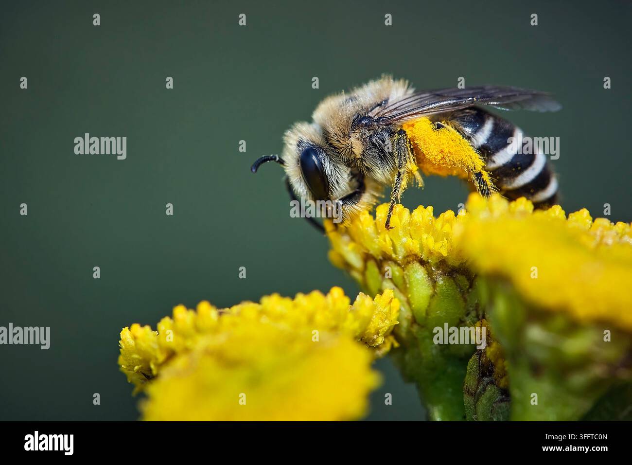 Gewöhnliche Seidenbienen (Colletes daviesanus). *** Lokale Beschriftung ***. Stockfoto