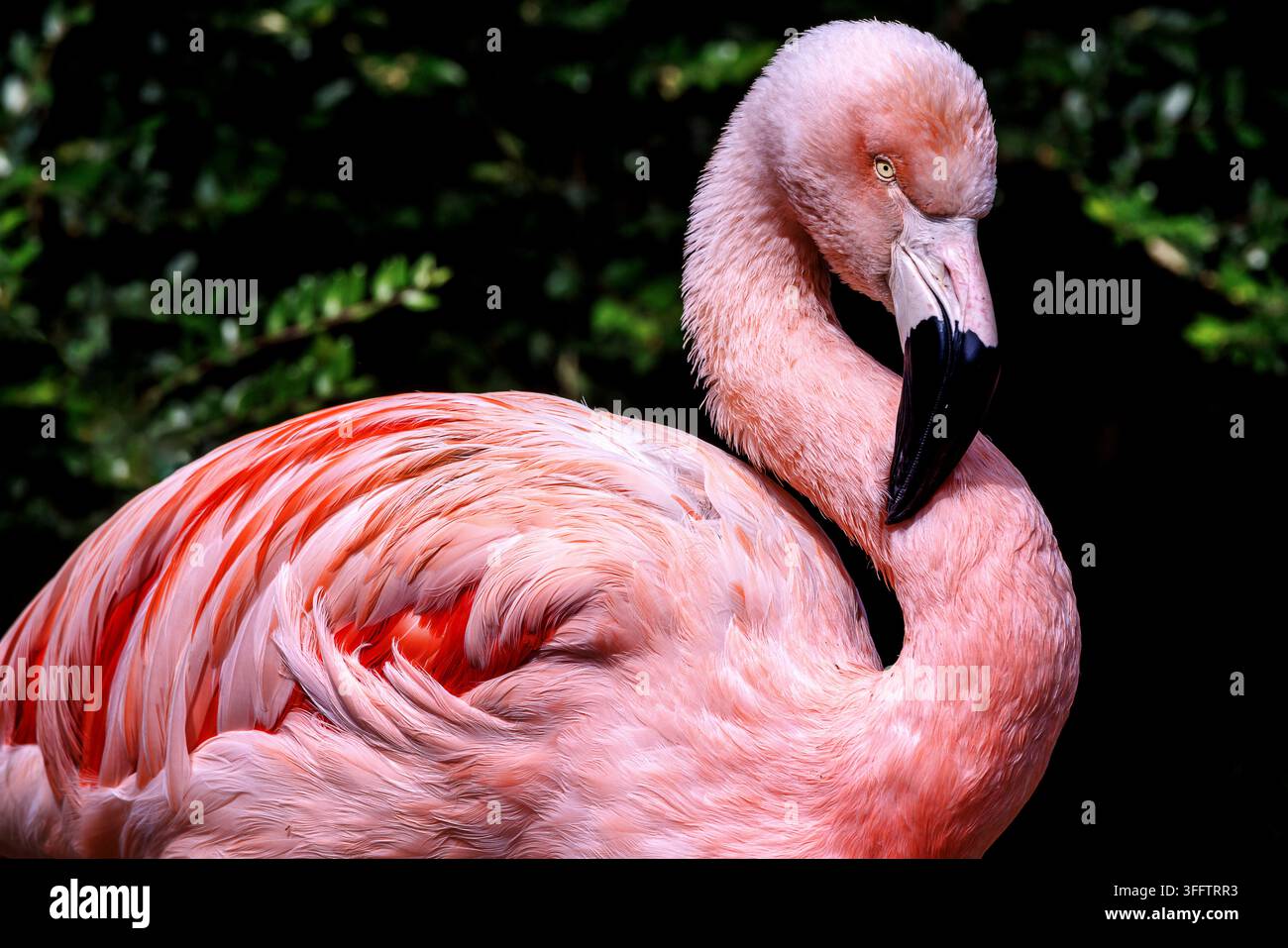 Diese eleganten Watvögel kommen hauptsächlich in Afrika und in Amerika vor. Flamingos sind berühmt für ihr hellrosa Gefieder und ihre stiltartigen Beine. Stockfoto