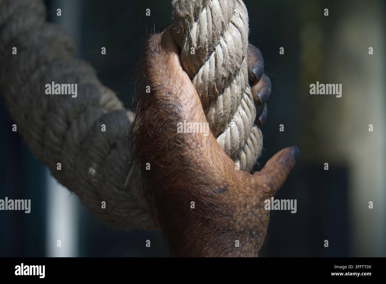 Detaillierte Nahaufnahme einer haarigen Primatenhand, die ein dickes verdrehtes Seil in einer natürlichen oder kontrollierten Umgebung greift. Stockfoto
