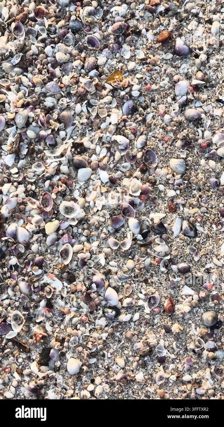 Textur von Muscheln am Strand, die auf dem Strandboden aufgeschichtet sind Stockfoto