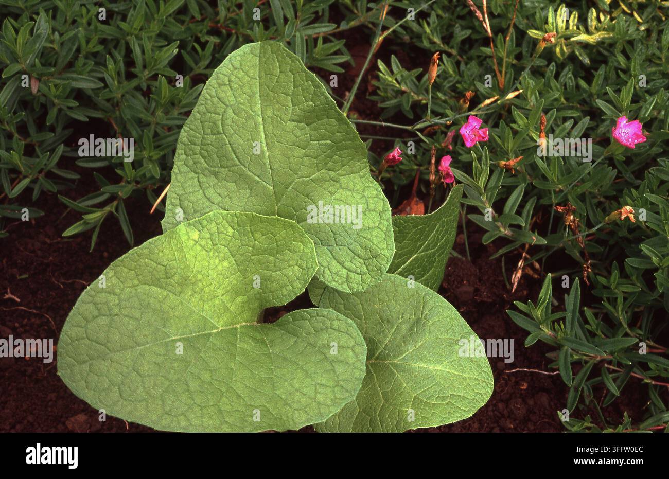 NAHANSICHT DER GROSSEN BLÄTTER DES KRANTENKRÄUTERS (ARCTIUM LAPPA), AUCH BEKANNT ALS BETTELKNÖPFE ODER LAPPA-KRANTENKRÄUTER. AUSTRALIEN. Stockfoto