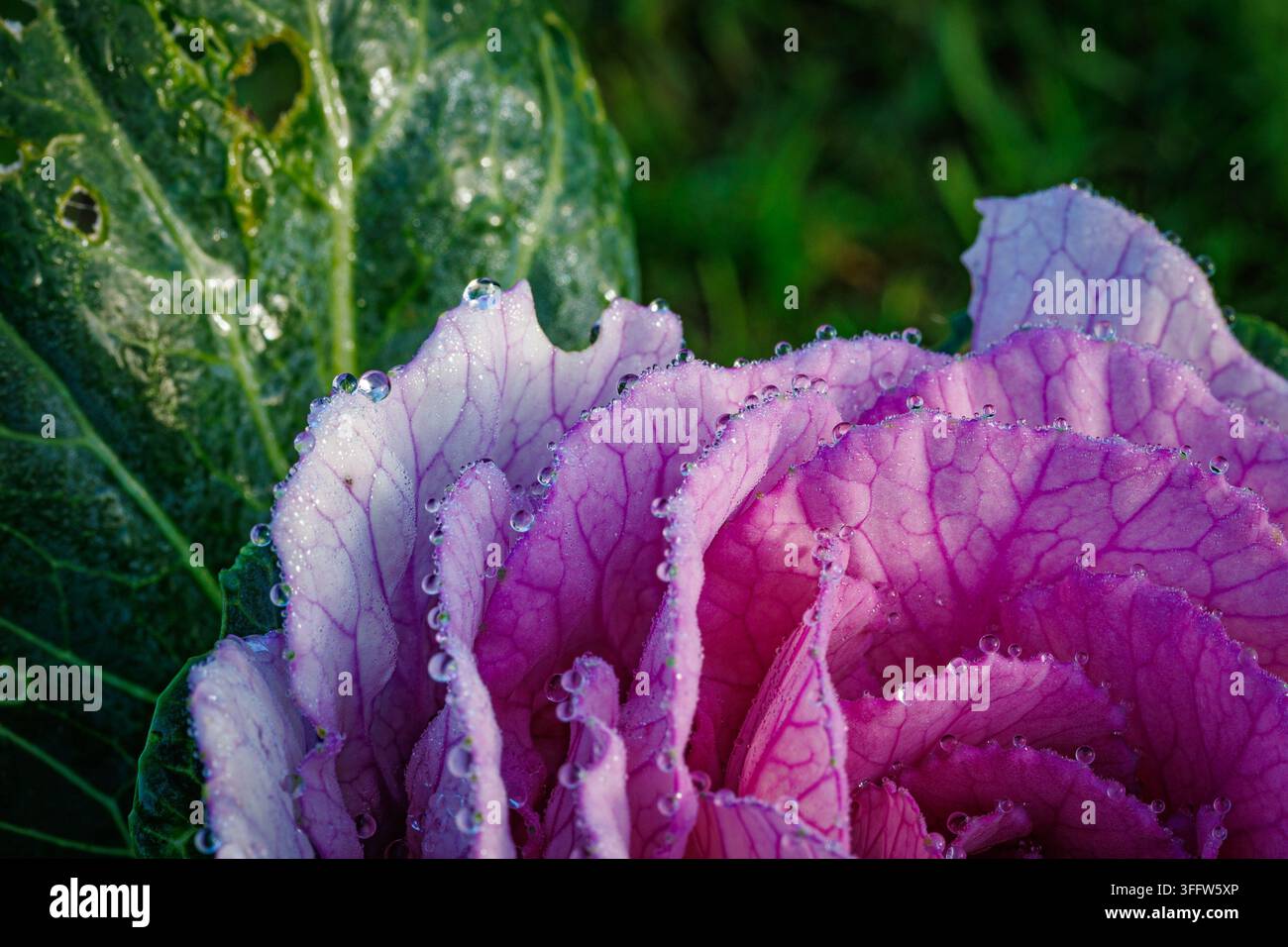 Nahaufnahme einer Zierkohlpflanze, die mit Morgentau bedeckt ist, mit lebendigen rosa und lila geäderten Blättern in einem Garten in Leuven, Belgien. Stockfoto