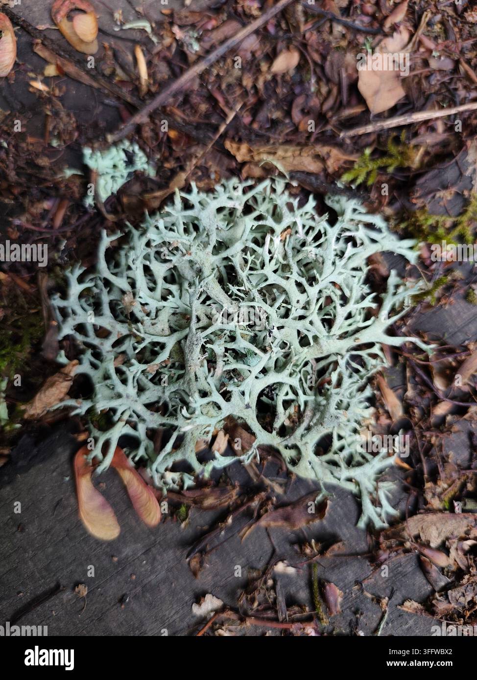 Makroaufnahme einer grünen Pflanze in der Natur Stockfoto