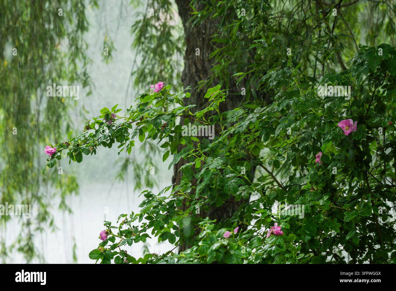 Rosa rugosa, raue Rose oder Japanrose, ein robustes blühendes Strauch mit zarten rosa Blüten, tief geädertem glänzendem grünem Laub und dornigen Ästen. Stockfoto