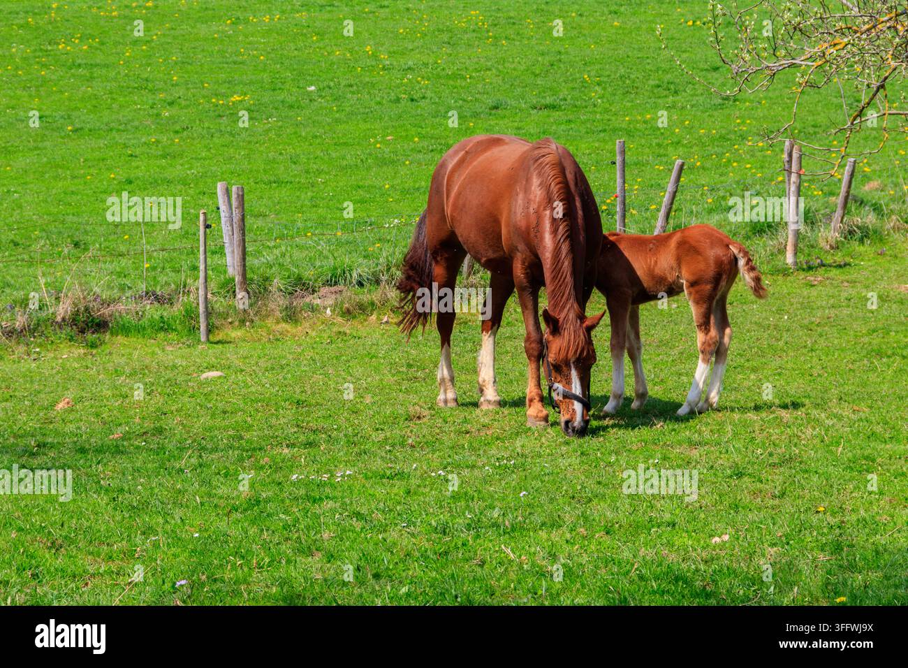 Mare Horse und ihr Fohlen auf einer grünen Wiese Stockfoto