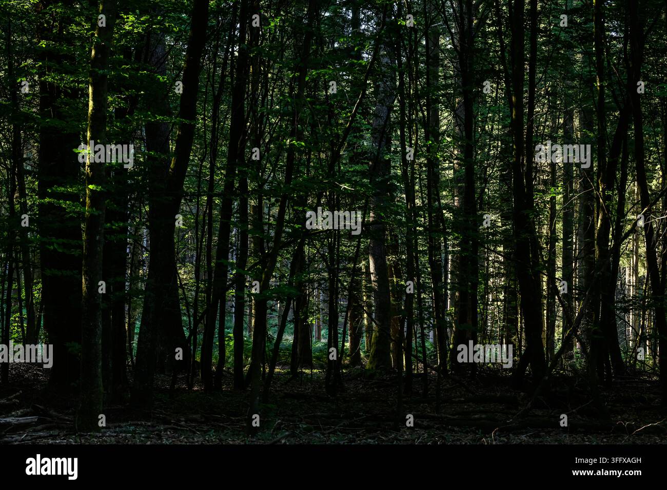 Der Wald, der sich zwischen Sainte-Cécile und den Épioux erstreckt, ist ein weitläufiges ardennisches Massiv, das durch eine wilde und geschützte Natur gekennzeichnet ist. Dieses Gebiet ist bewaldet Stockfoto