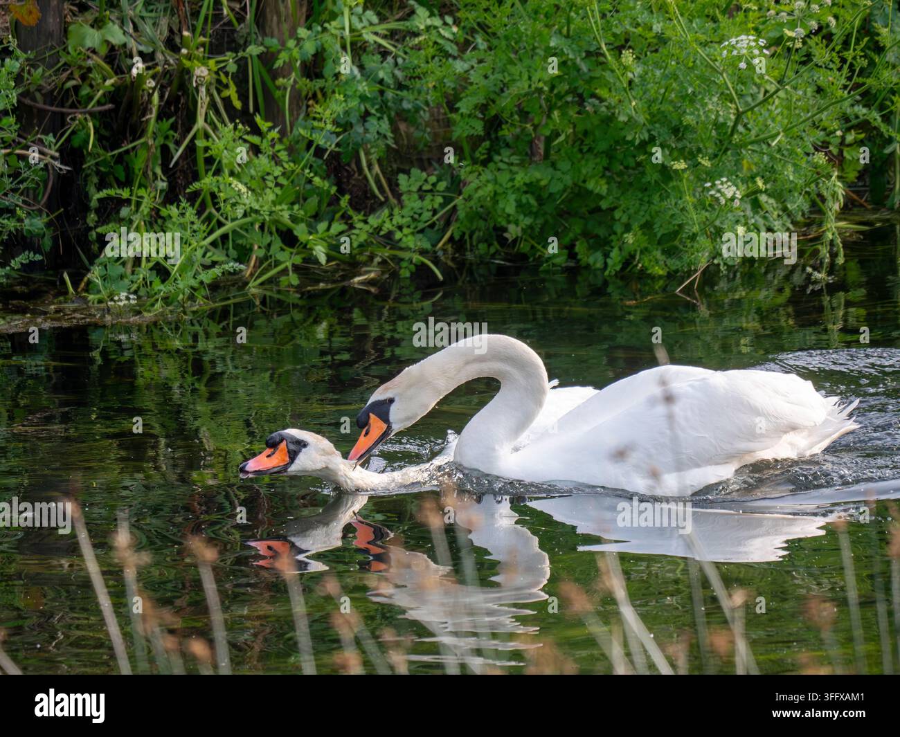 Erwachener männlicher Trauerschwan greift einen anderen Schwan von hinten an. Stockfoto