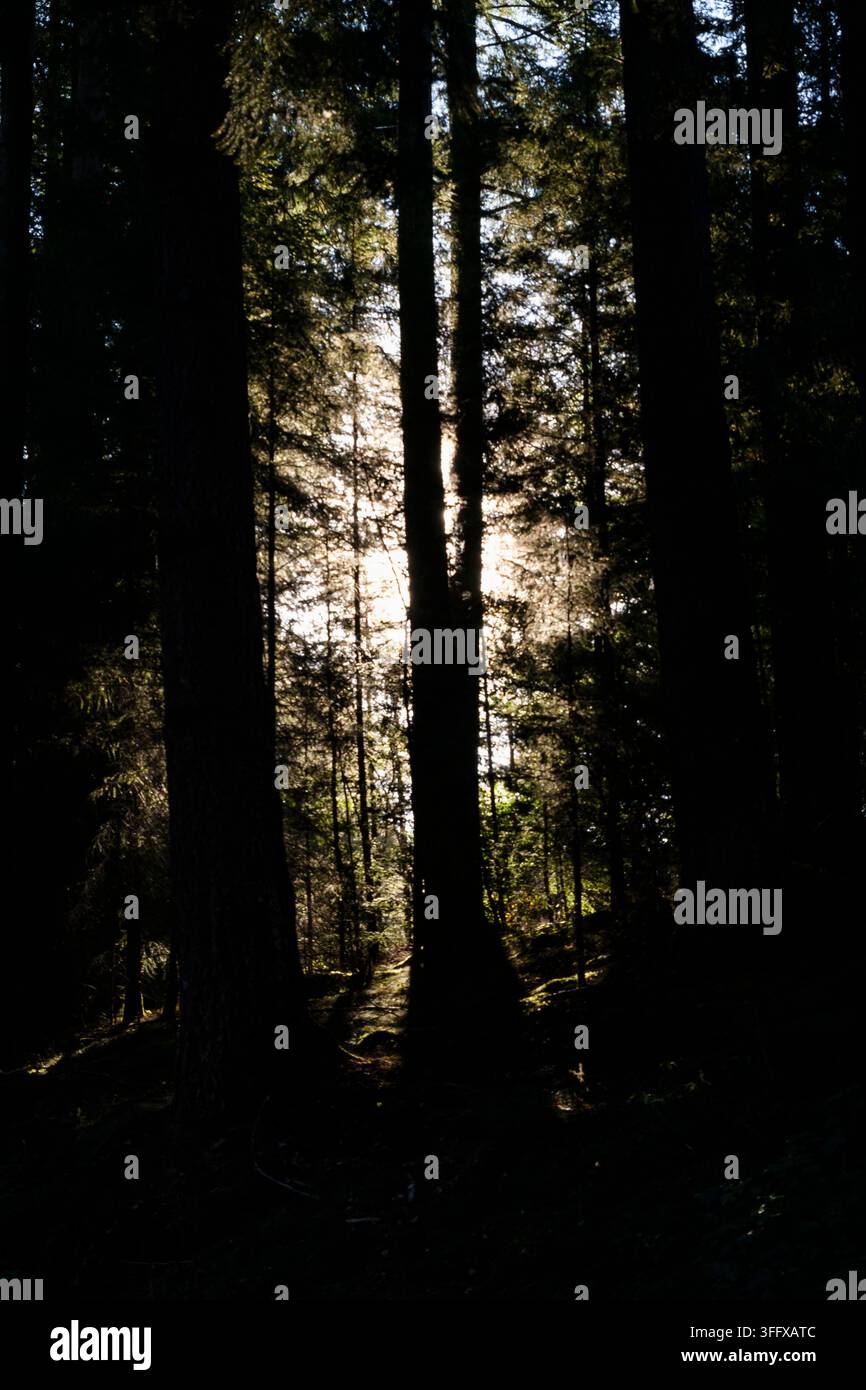 Der Wald, der sich zwischen Sainte-Cécile und den Épioux erstreckt, ist ein weitläufiges ardennisches Massiv, das durch eine wilde und geschützte Natur gekennzeichnet ist. Dieses Gebiet ist bewaldet Stockfoto
