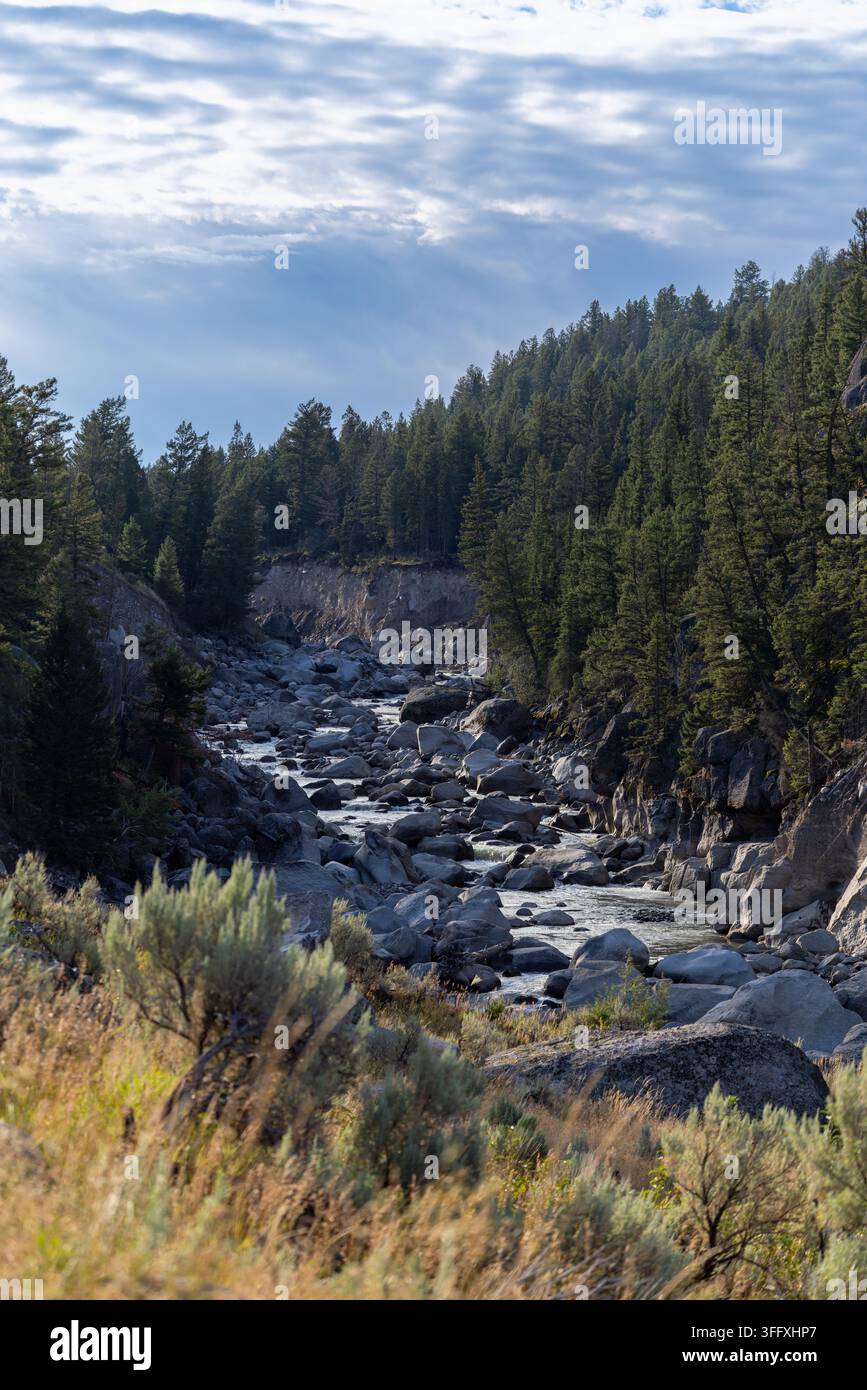 Vertikale Ansicht, die hinab auf ein felsiges Gebirgsflussbett blickt, das von immergrünen Kiefernwäldern in Lamar Valley, Yellowstone-Nationalpark, flankiert wird. Stockfoto