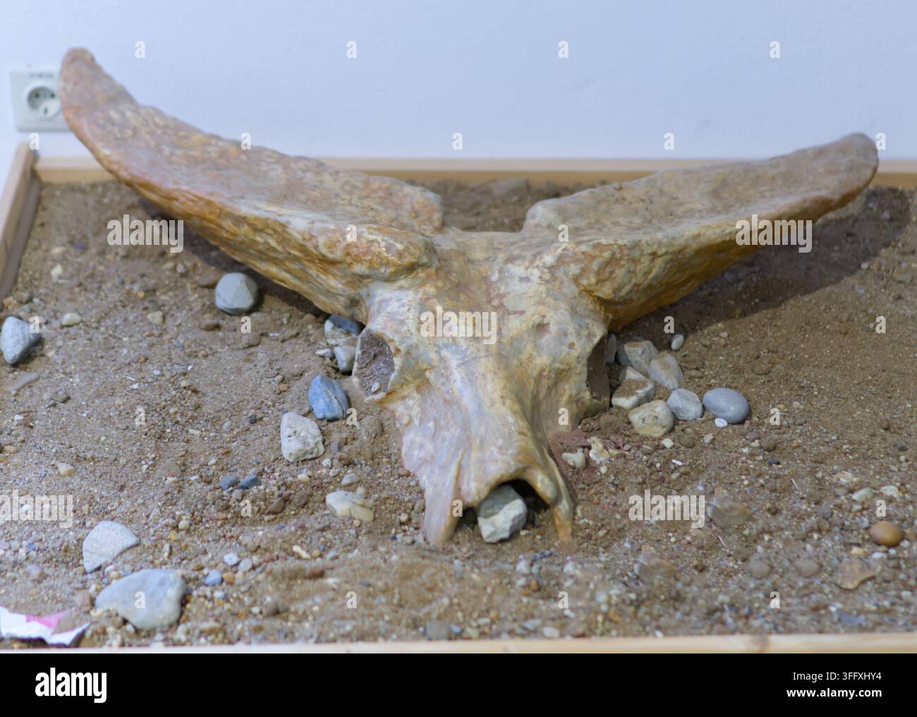 Dessau-Roßlau, Deutschland, 9. Juni 2026: Prähistorischer Steppenbisonschädel Stockfoto