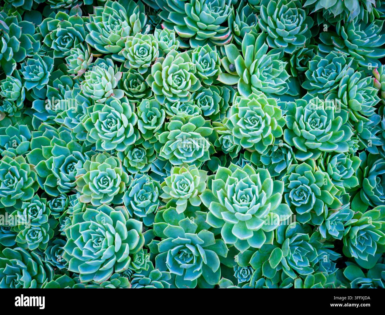 Top-Down-Ansicht eines dichten Teppichs aus blaugrünen Echeveria-Sukkulentenrosetten mit geometrischen Blattmustern, verschiedenen Größen einschließlich kleiner Ausläufer Stockfoto