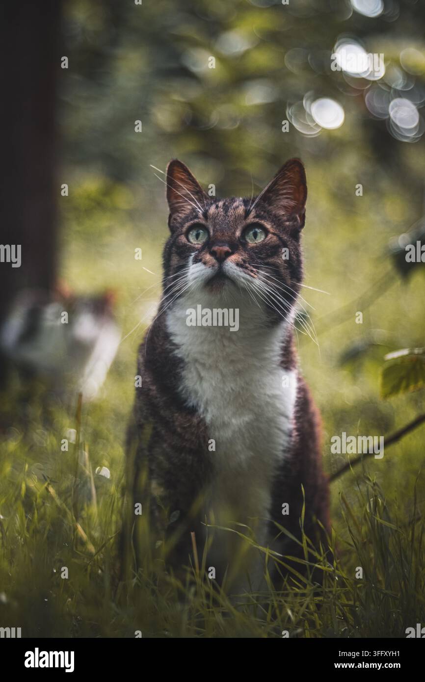Getigerte und weiße Katze mit grünen Augen sitzt im Gras im Freien. Stockfoto