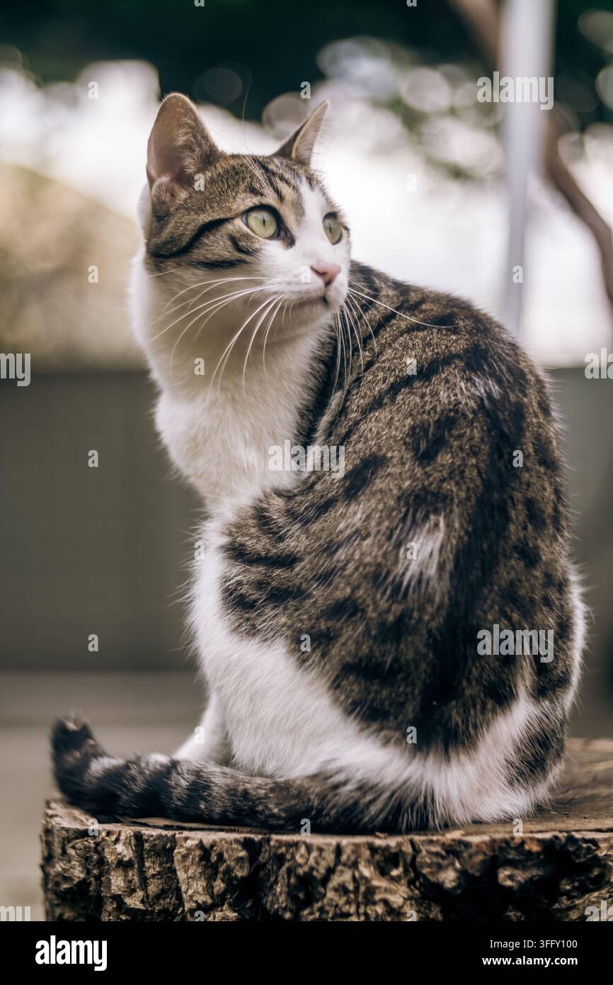 Getigerte und weiße Katze mit grünen Augen sitzt auf einem Baumstumpf im Freien. Stockfoto