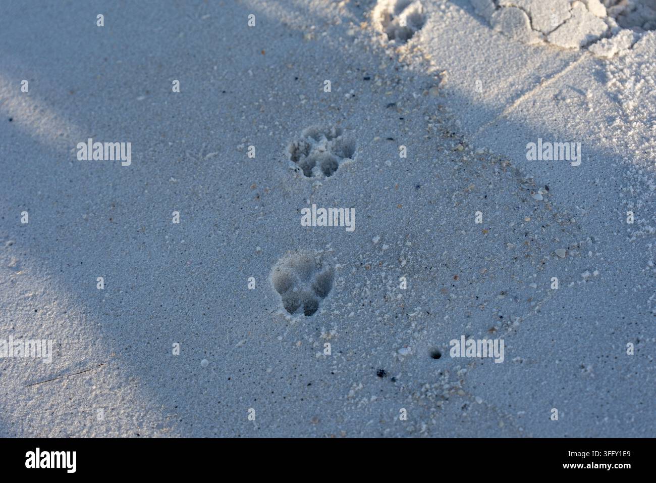 Nahaufnahme von kleinen Tierpfotenabdrücken, die in weichem Strandsand gedrückt sind. Natürliches Outdoor-Konzept für Tierspuren, Strandspaziergänge, Kameradschaft, Haustierlebensstil Stockfoto