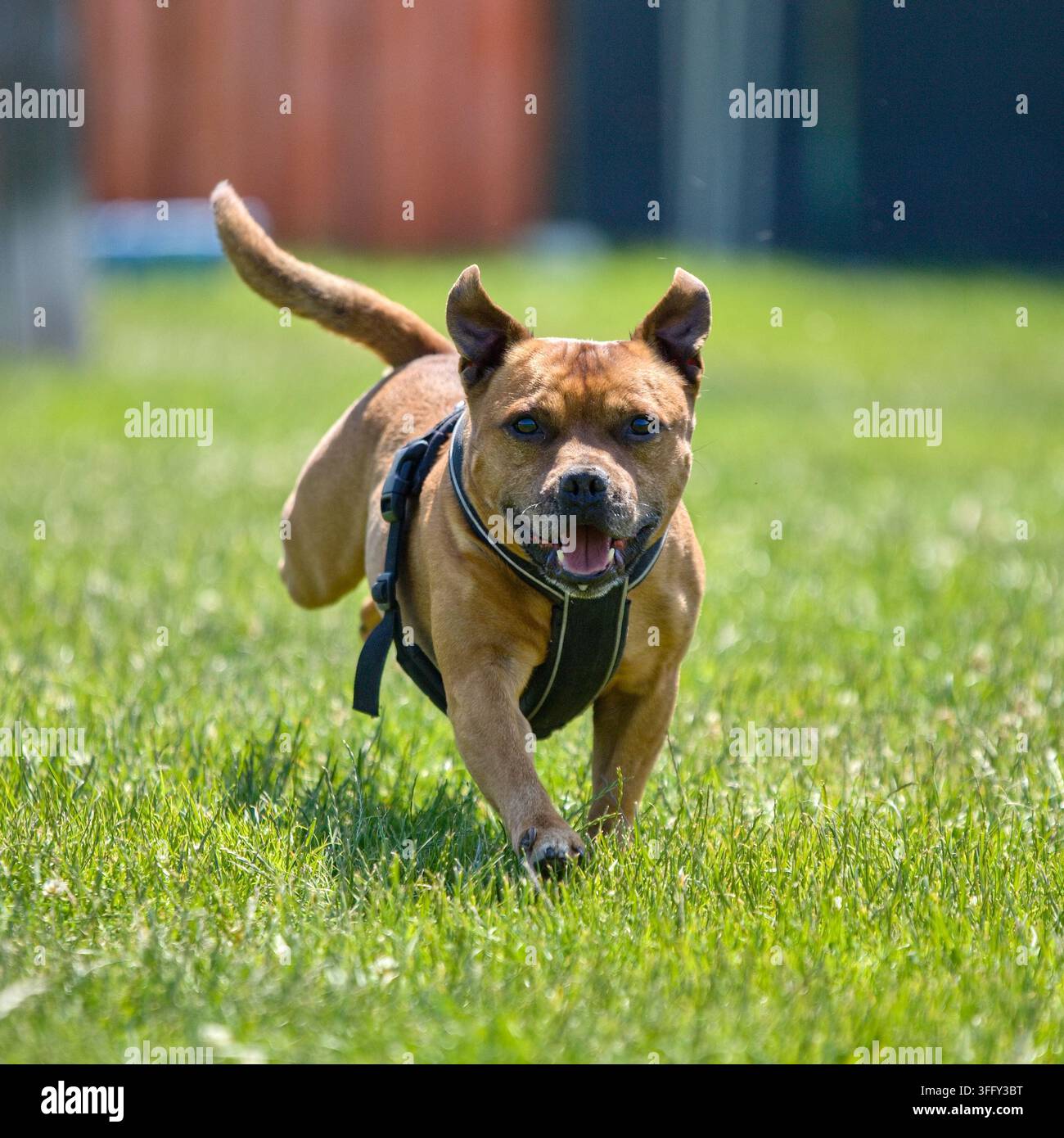 Ein fröhlicher und athletischer Staffordshire-Bull-Terrier-Hund trägt ein schwarzes Geschirr und rennt schnell auf die Kamera zu auf einem grünen Rasen während eines Sonnentages. Stockfoto
