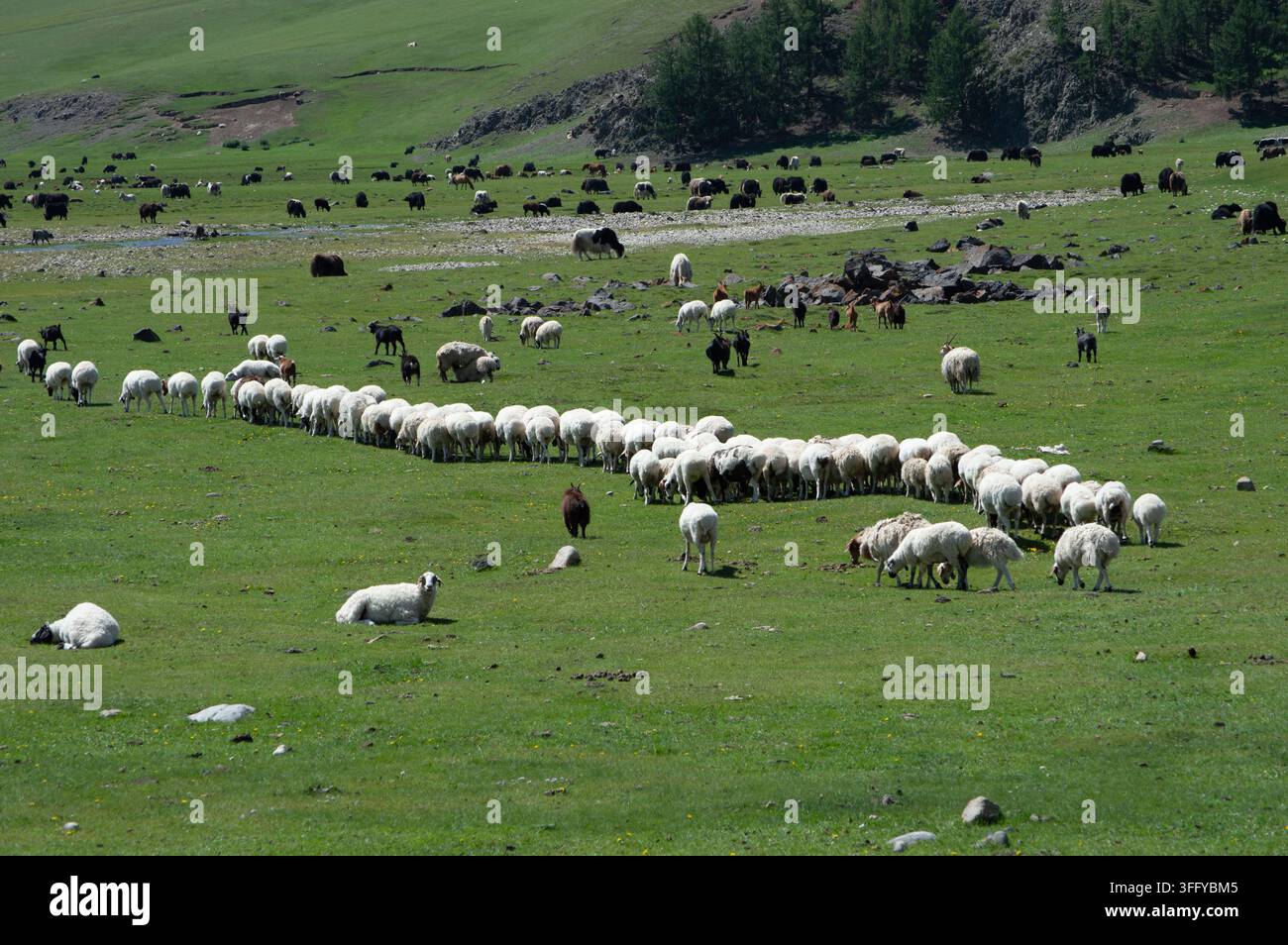 Orchon-Tal, Mongolei – 5. August 2026: Eine lange Schafherde zieht sich über die offene Steppe. Stockfoto