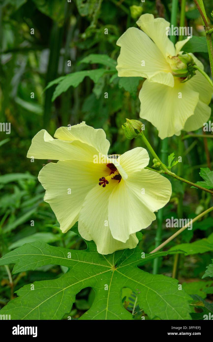 Gelbe Hibiskusblüten blühen in einem Garten in der Kansai-Region, Kyoto, Japan Stockfoto