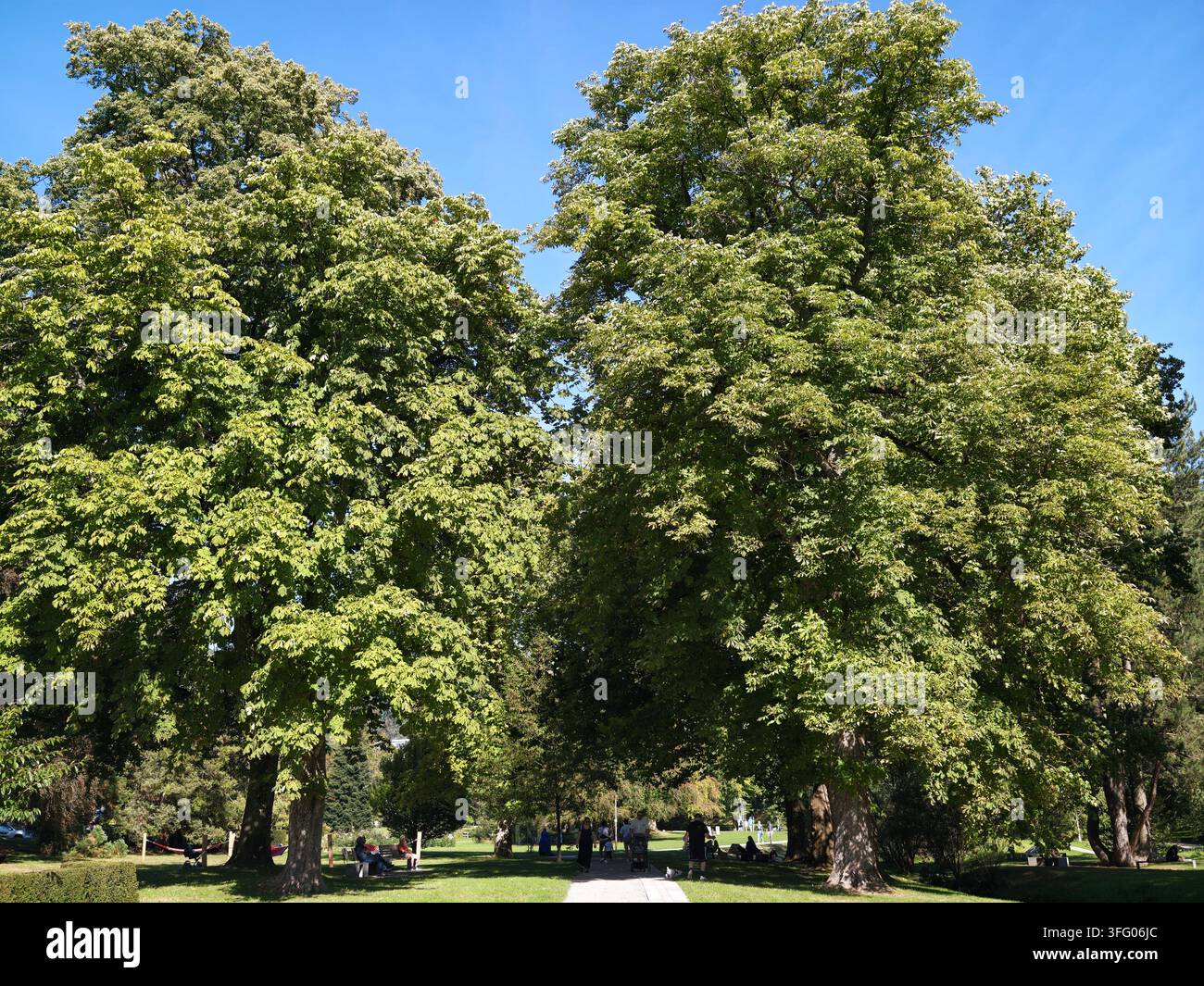 Bad Herrenalb Sonniger Parkweg aus Kies in Deutschland, eingerahmt von zwei hohen, belaubten Bäumen, die einen schattigen Korridor neben ruhigen Bänken und gepflegtem Gras bilden Stockfoto