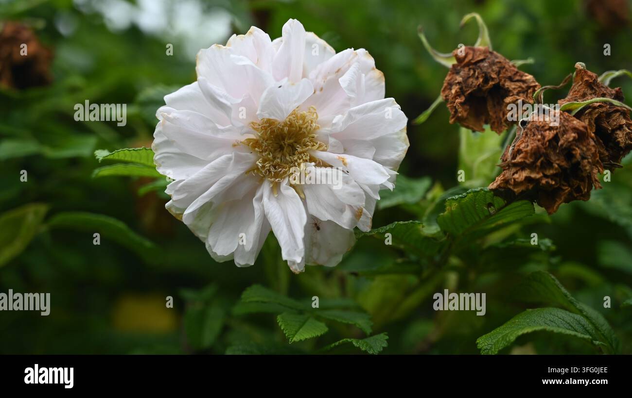 weiße Rugosa-Hybridrose Stockfoto