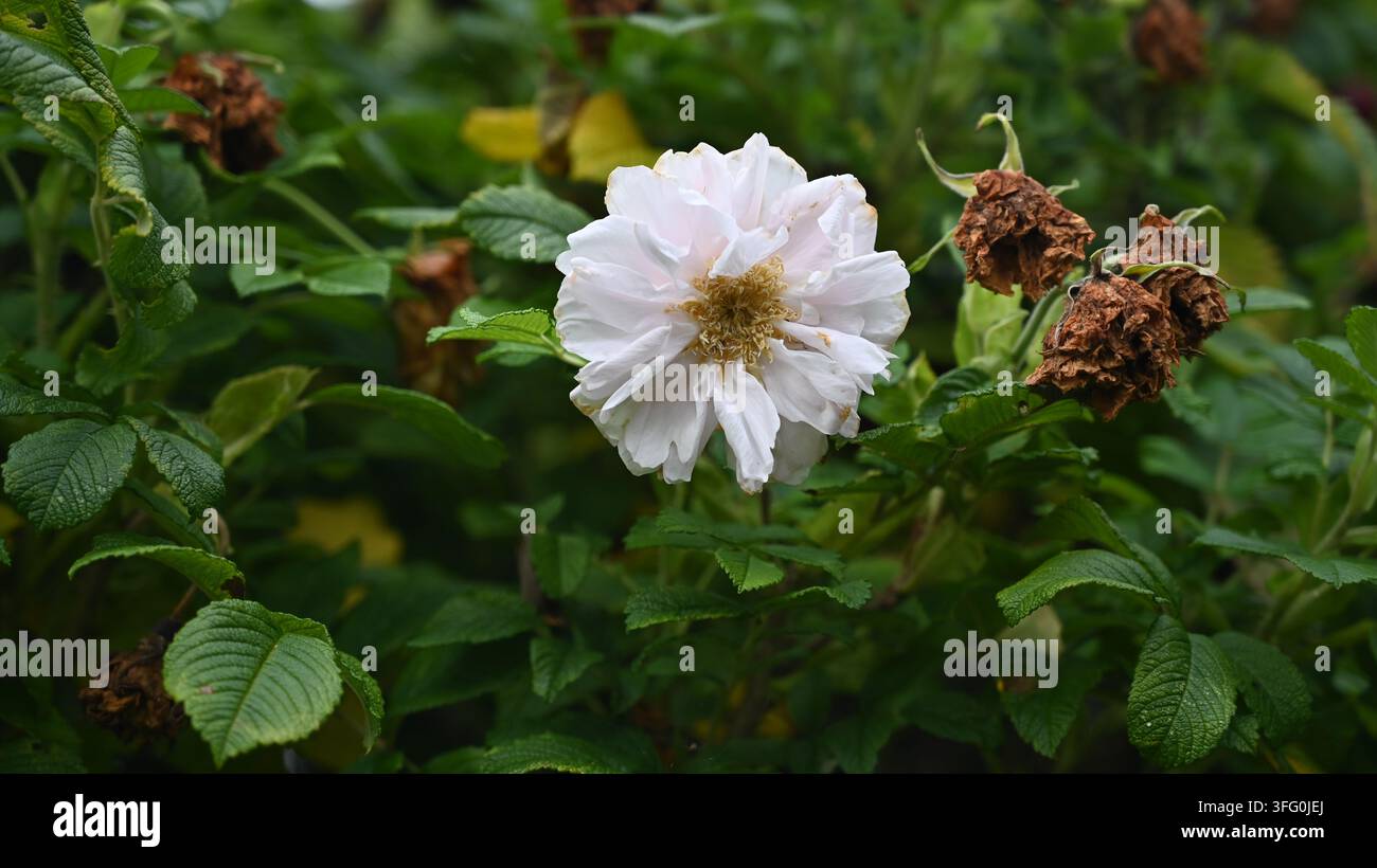 weiße Rugosa-Hybridrose Stockfoto