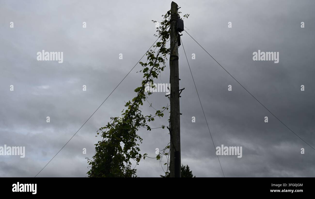 Gewöhnliche Hopfengewächs klettert an Strommast und Stromleitungen hoch Stockfoto