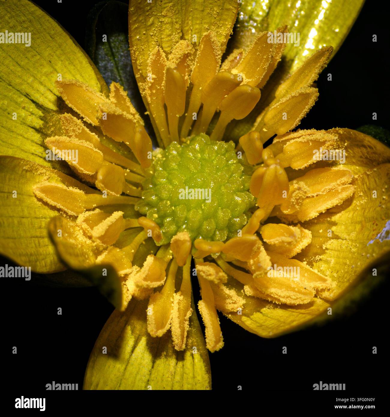 Löwenzahnblume (Ficaria verna / Ranunculus ficaria) Makro einer einzelnen gelben britischen Wildblume mit Detail des Stempels, der Staubblätter und des Pollens Stockfoto