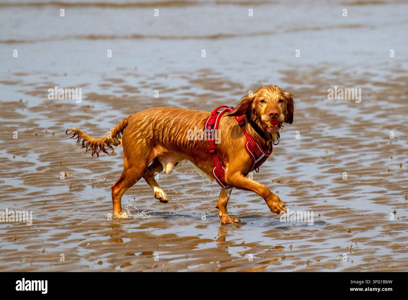 Ein athletischer, nasser Golden Cocker Spaniel mit rotem Geschirr sprintet über die Sandfläche, während er an einem sonnigen Tag einen gelben Ball holt. Southport, UK. Stockfoto