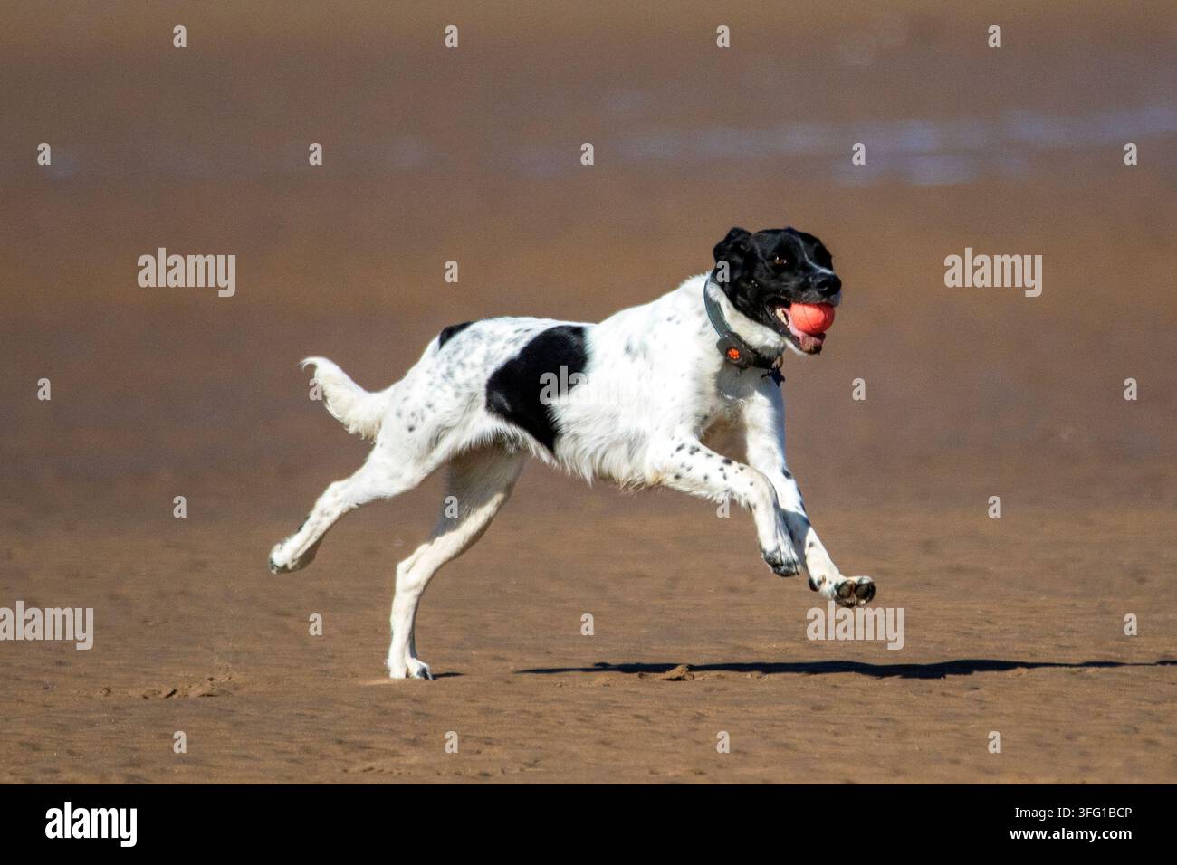 Ein energiegeladener schwarzer und weißer Pointer-Mischlingshund springt in der Luft, während er einen kleinen orangefarbenen Ball an einem nassen Sandstrand holt. Southport, UK. Stockfoto