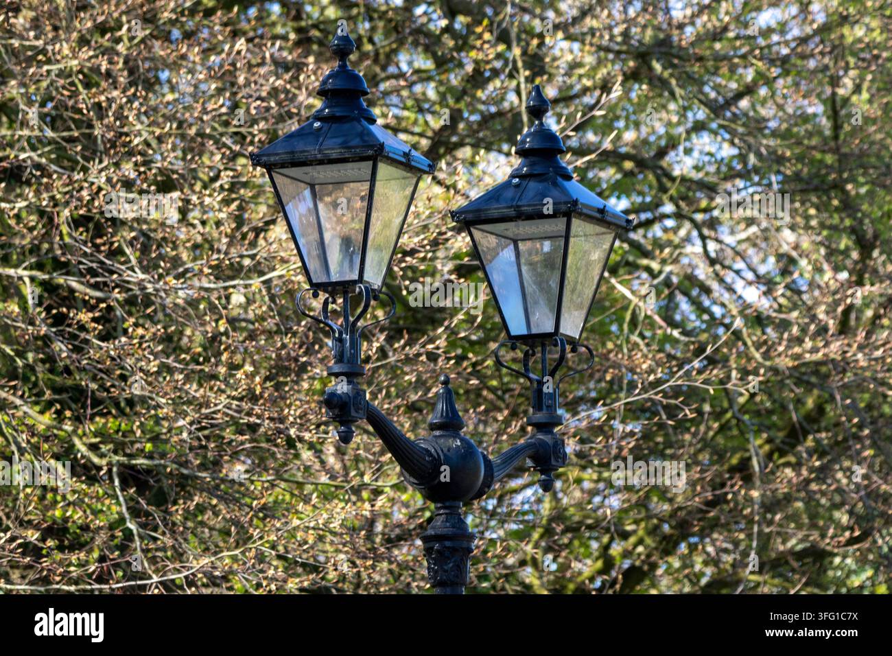 Eine elegante doppelköpfige schwarze schmiedeeiserne Straßenlaterne im viktorianischen Stil oder Gaslaternenpfahl vor einem dichten Hintergrund aus frühen Frühlingszweigen. Southport, UK. Stockfoto