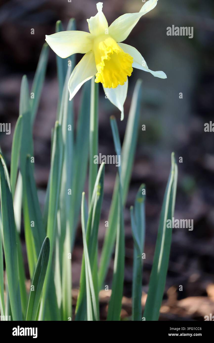 Ein scharfes Nahaufnahme-Profilporträt einer einzelnen wilden Narzisse (Narcissus pseudonarcissus), die im frühen Frühling blüht. Southport, UK. Stockfoto