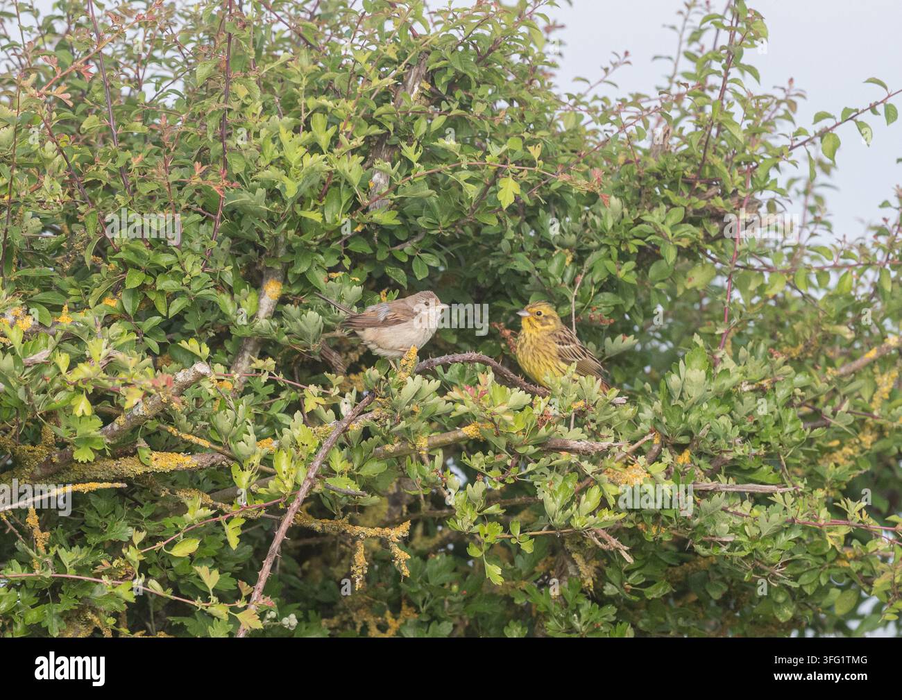 Zwei Arten. Ein Goldhähnchen (Emberiza citrinella) und eine Dorngrasmücke (Sylvia communis) sitzen gemeinsam auf einer Feldhecke. Sommer. Suffolk UK Stockfoto