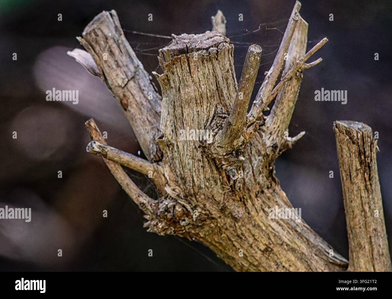 Die beschnittenen, holzigen Stängel oder ein geschnittener Stamm eines Laubbuschs oder kleinen Baumes, Stockfoto