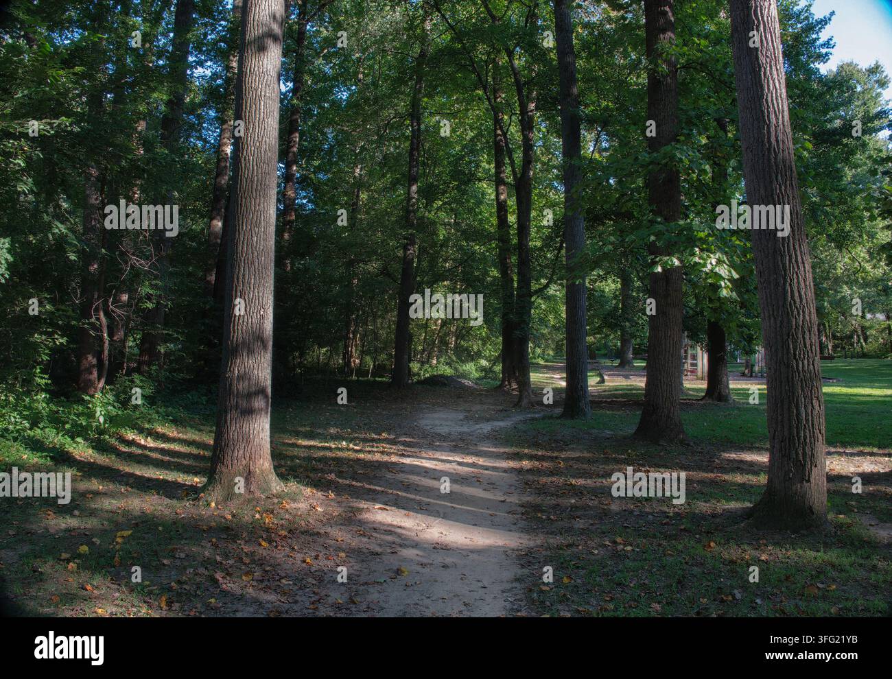 Ein schattiger Park mit hohen Bäumen, grünem Gras und Picknicktischen, die über die Wiese verstreut sind Stockfoto