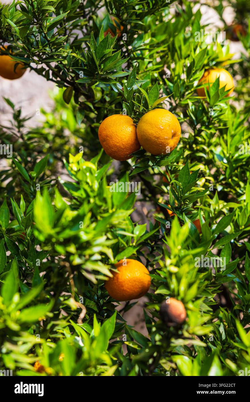 Zitrusfrüchte, die in den historischen Terrassengärten der Limonaie in Limone sul Garda angebaut werden Stockfoto