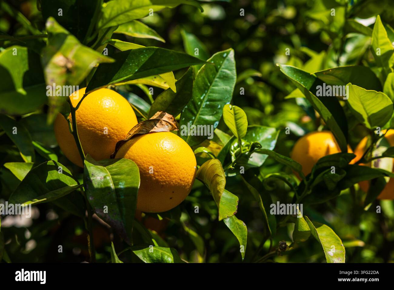 Zitrusfrüchte, die in den historischen Terrassengärten der Limonaie in Limone sul Garda angebaut werden Stockfoto