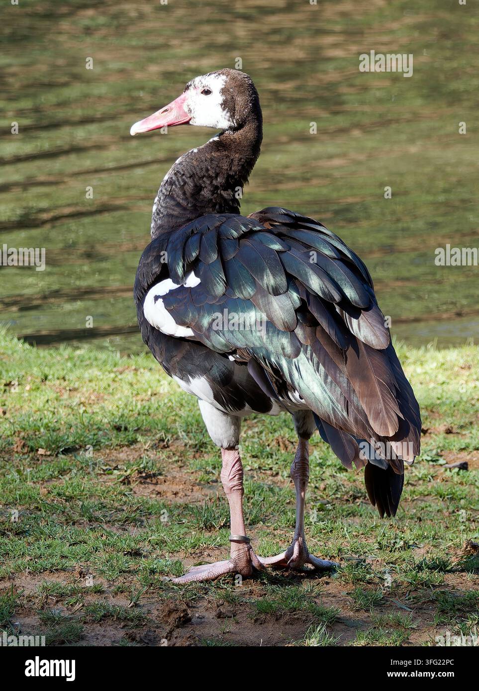 Sporngans, Oie-armée de Gambie, Plectropterus gambensis, tüskésszárnyú lúd Stockfoto