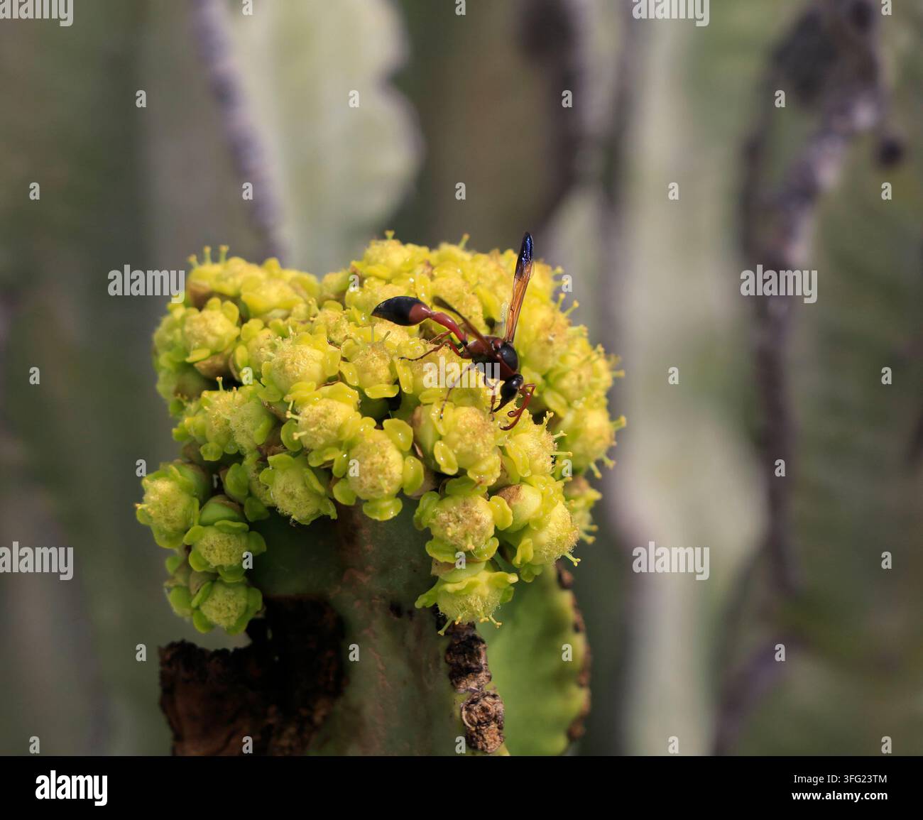 Lanzarote - Schlammdauber (Sceliphron caementarium) Wespe auf gelber Kaktusblüte - geflügelte wespenähnliches Insekt auf einer Kaktusblüte Stockfoto