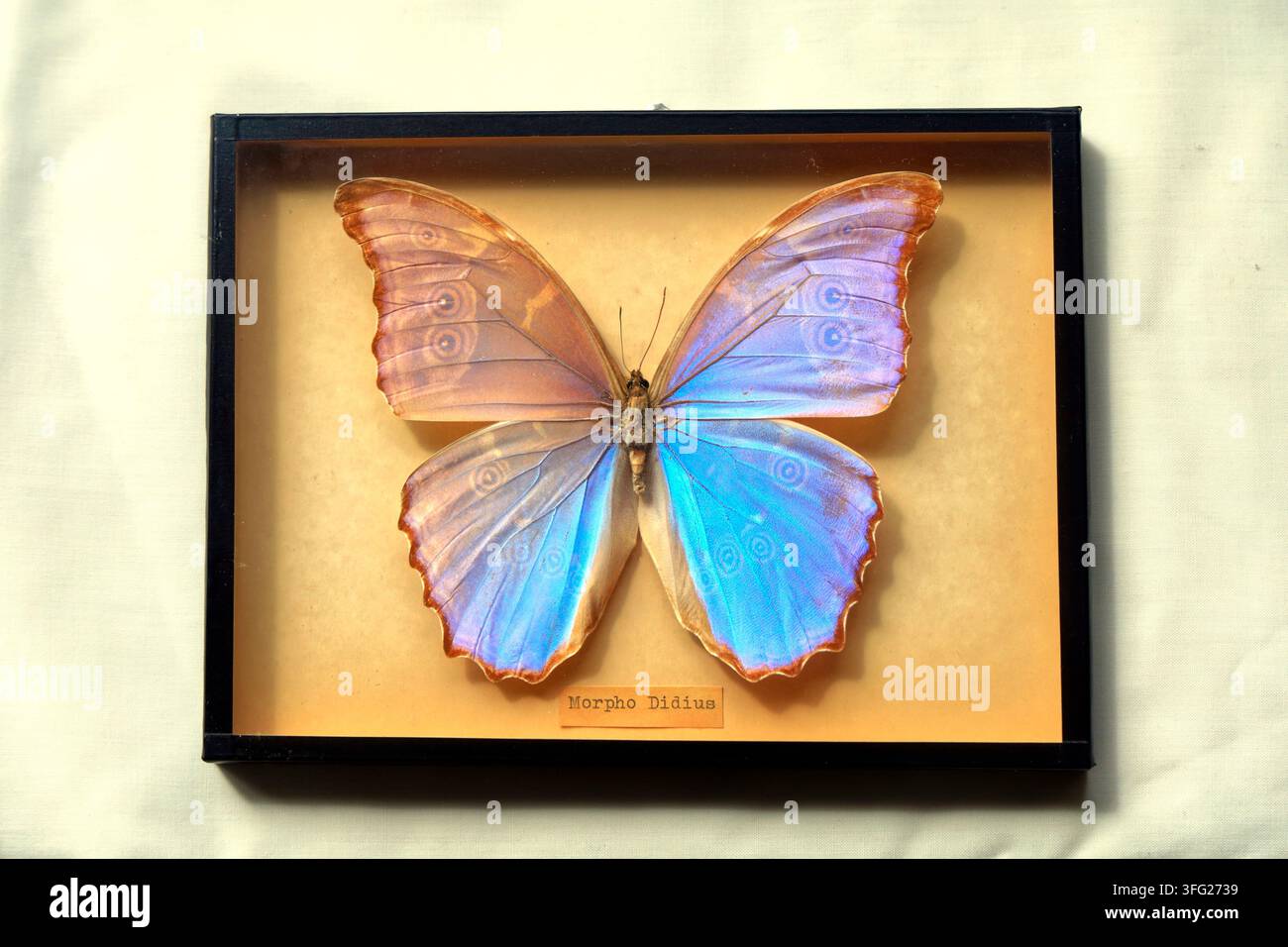 Blaue Morpho-Didius-Schmetterling Dorsalansicht montiert in einem Rahmen (ventrales Muster durchscheinend) Stockfoto