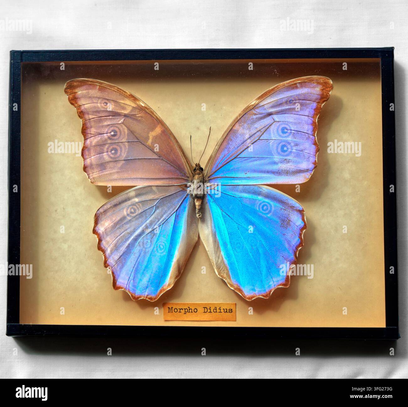 Blaue Morpho-Didius-Schmetterling Dorsalansicht montiert in einem Rahmen (ventrales Muster durchscheinend) Stockfoto