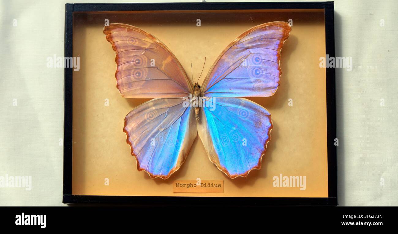 Blaue Morpho-Didius-Schmetterling Dorsalansicht montiert in einem Rahmen (ventrales Muster durchscheinend) Stockfoto