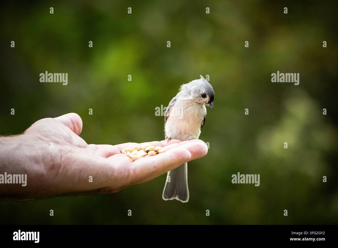 Ein kleiner Vogel sitzt sanft auf einer offenen Hand und teilt einen Moment des Vertrauens und der Harmonie. Stockfoto